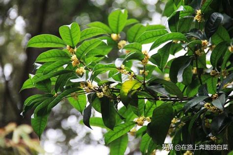 桂花好種嗎|【桂花好種嗎】桂花好種嗎？手把手教你打造香飄萬裏的桂花庭園。